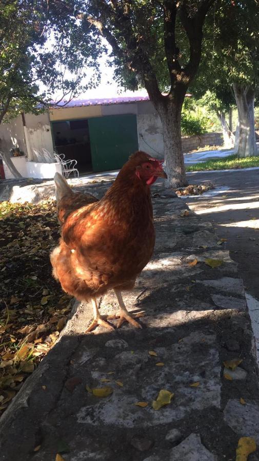 Αγρόκτημα Χελωναριά - Agroktima Chelonaria Albergue Chrani Exterior foto
